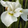 Iris Sibirica Gull's Wing